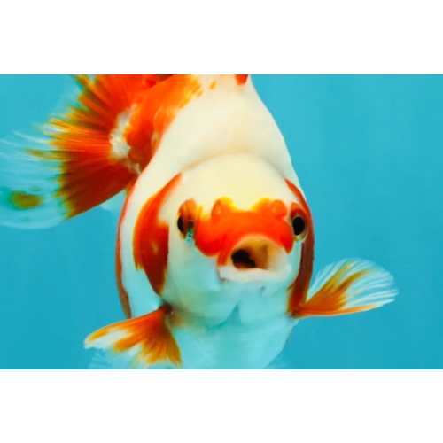 A Grade Red White Ryukin Female 4 inches