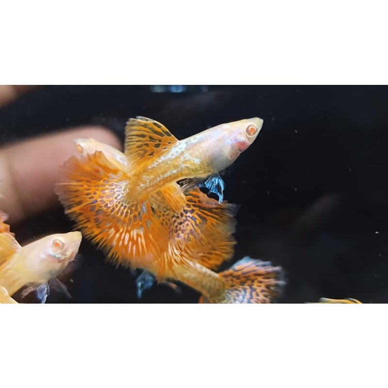 Albino red dragon pair