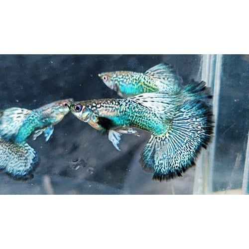 Green dragon pair
