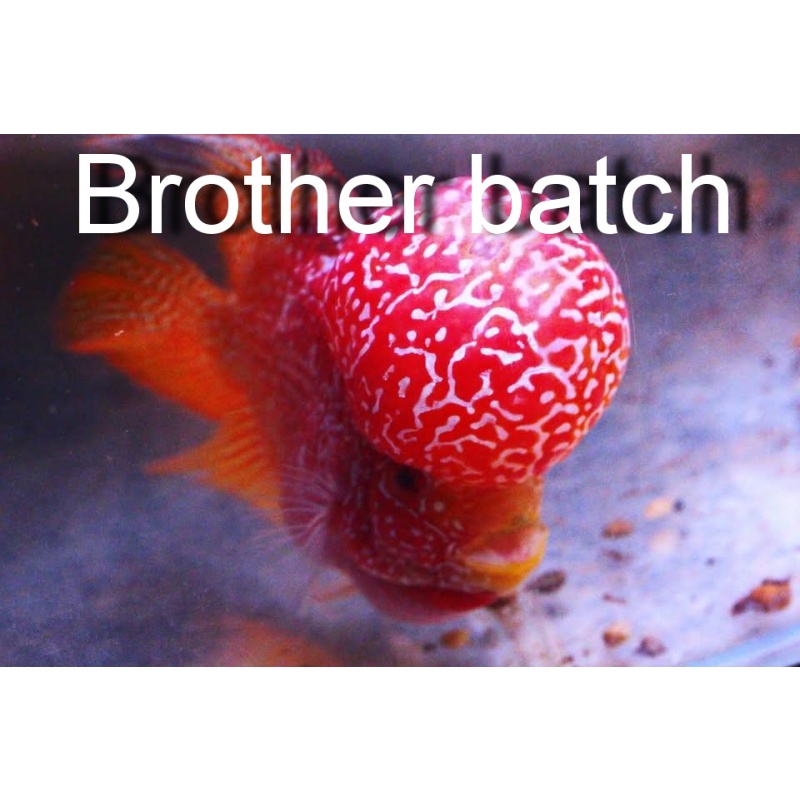 FRY GB KAMFA F2 MINIMUM 50 fry = 60 USD.
