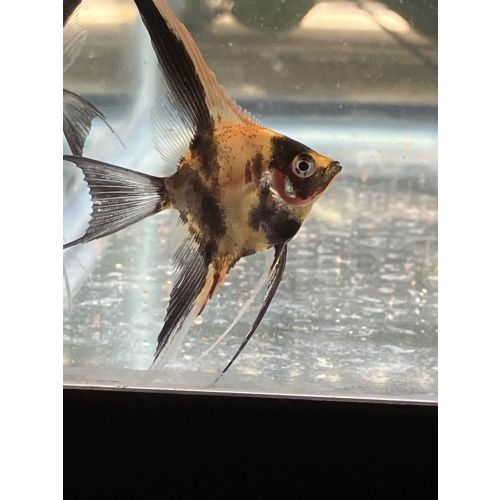 Koi Veil Angelfish