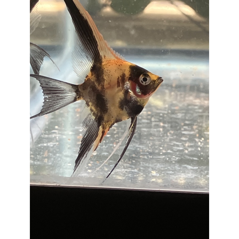 Koi Veil Angelfish