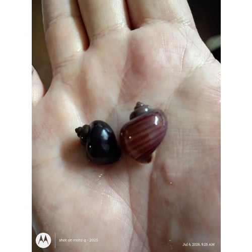 True Purple Mystery Snails x2