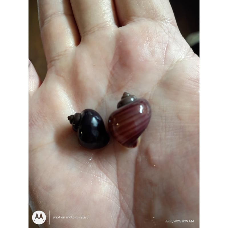 True Purple Mystery Snails x2