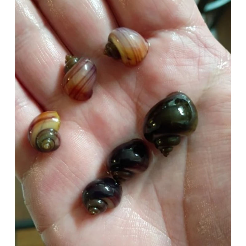 True purple mystery snail