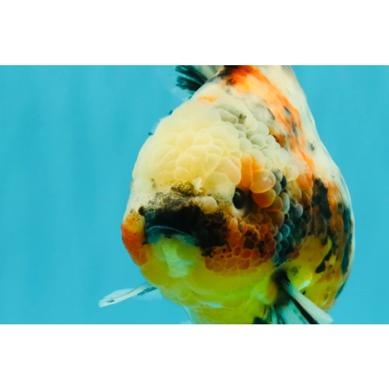 A Grade Calico Marble Yuanbao Female 6 inches
