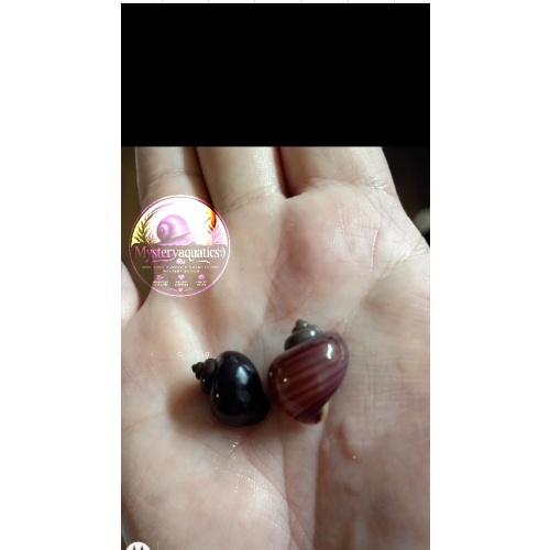 True purple mystery snail