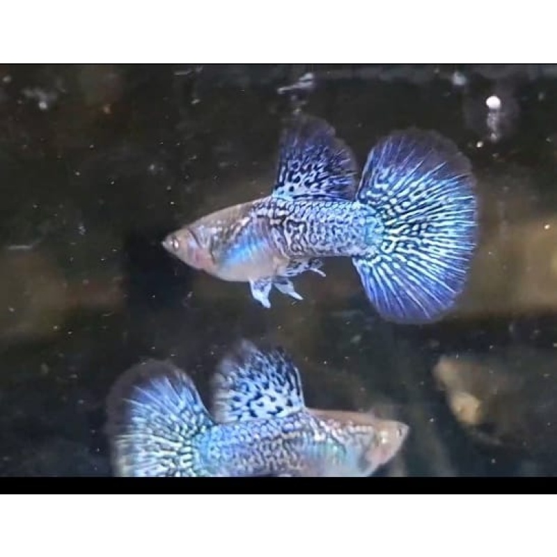 Blue dragon pair