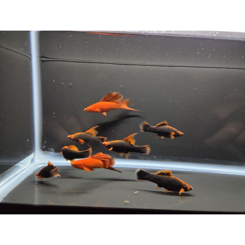 8 Red Alpha Swordtails