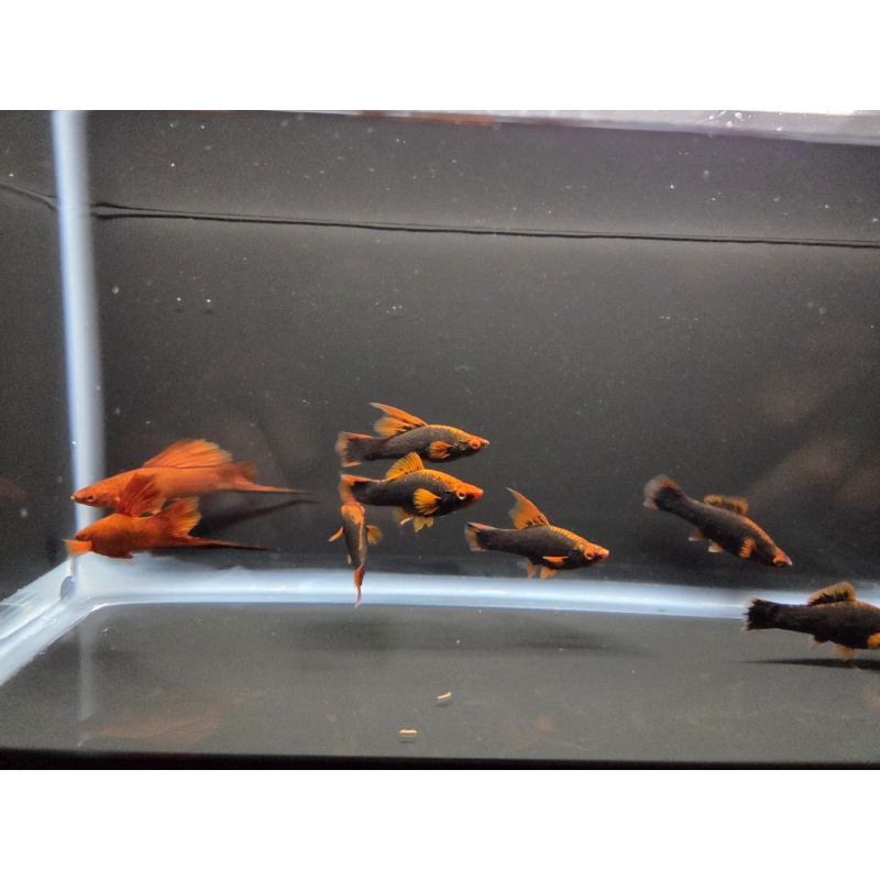 8 Red Alpha Swordtails