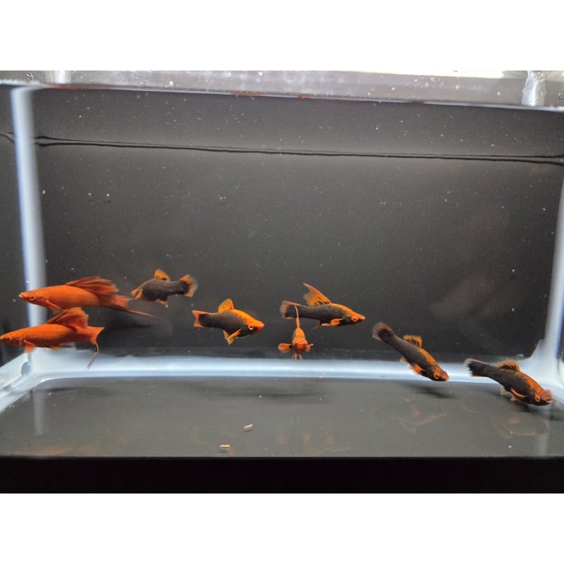 8 Red Alpha Swordtails