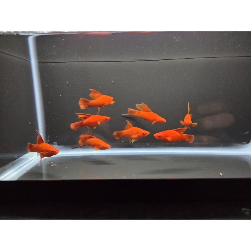 8 Ruby Red High Fin Swordtails