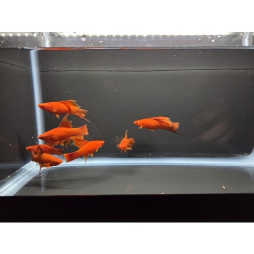 8 Ruby Red High Fin Swordtails