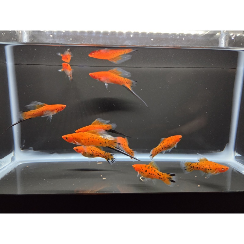 10 High Fin Showa Swordtails
