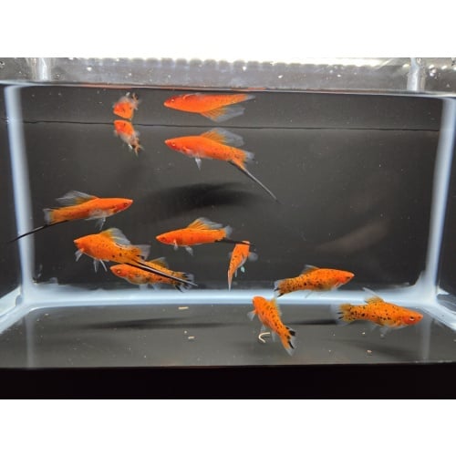 10 High Fin Showa Swordtails