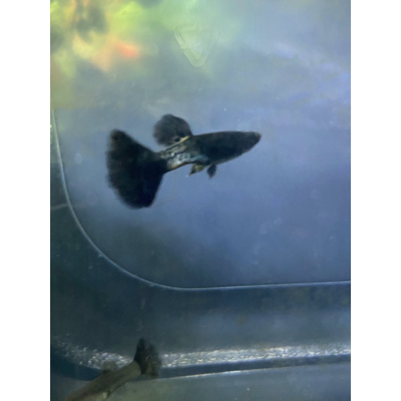Black Metal Lace Guppy