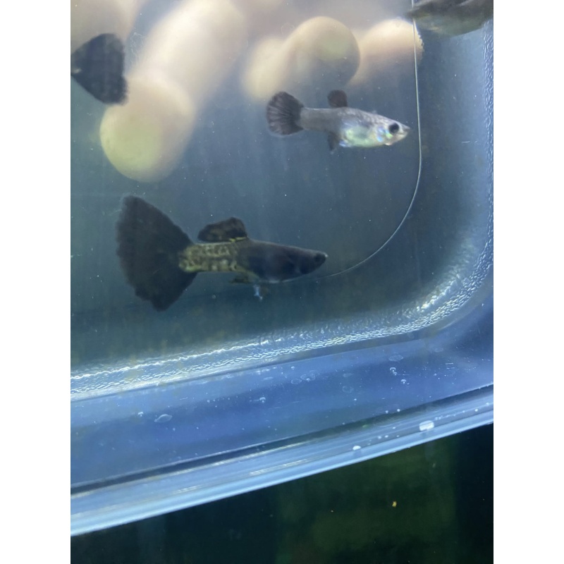 Black Metal Lace Guppy  Trio