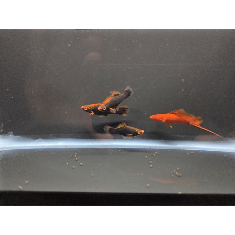 4 Red Alpha Swordtails