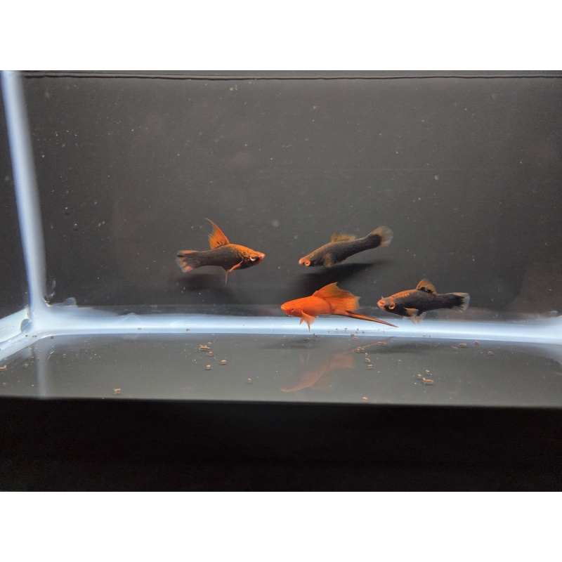 4 Red Alpha Swordtails