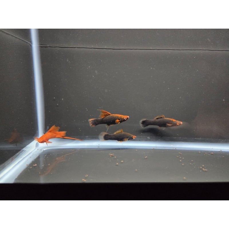 4 Red Alpha Swordtails
