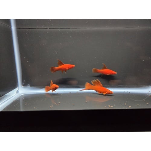 4 Ruby Red High Fin Swordtails