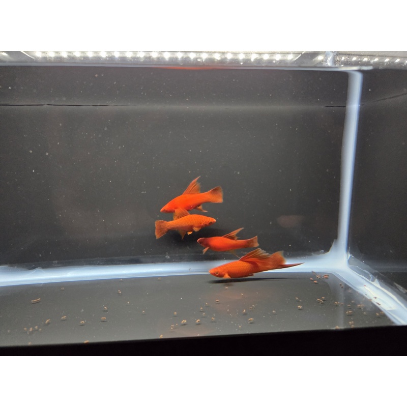4 Ruby Red High Fin Swordtails