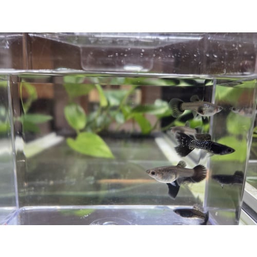3 Pairs of Black Metal Lace Guppies