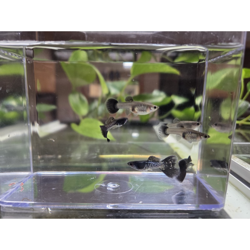 3 Pairs of Black Metal Lace Guppies