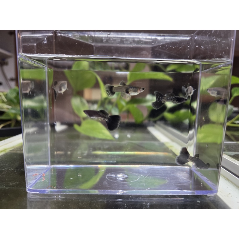 3 Pairs of Black Metal Lace Guppies