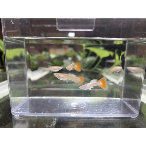 3 Pairs of Albino Red Tail Guppies
