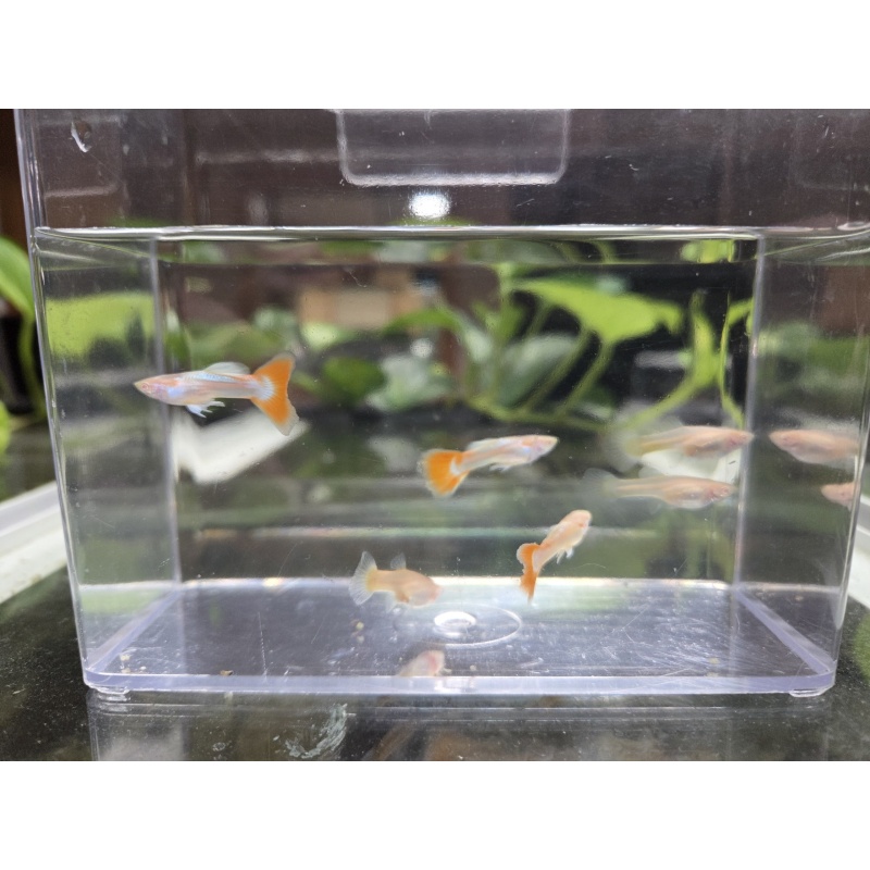 3 Pairs of Albino Red Tail Guppies