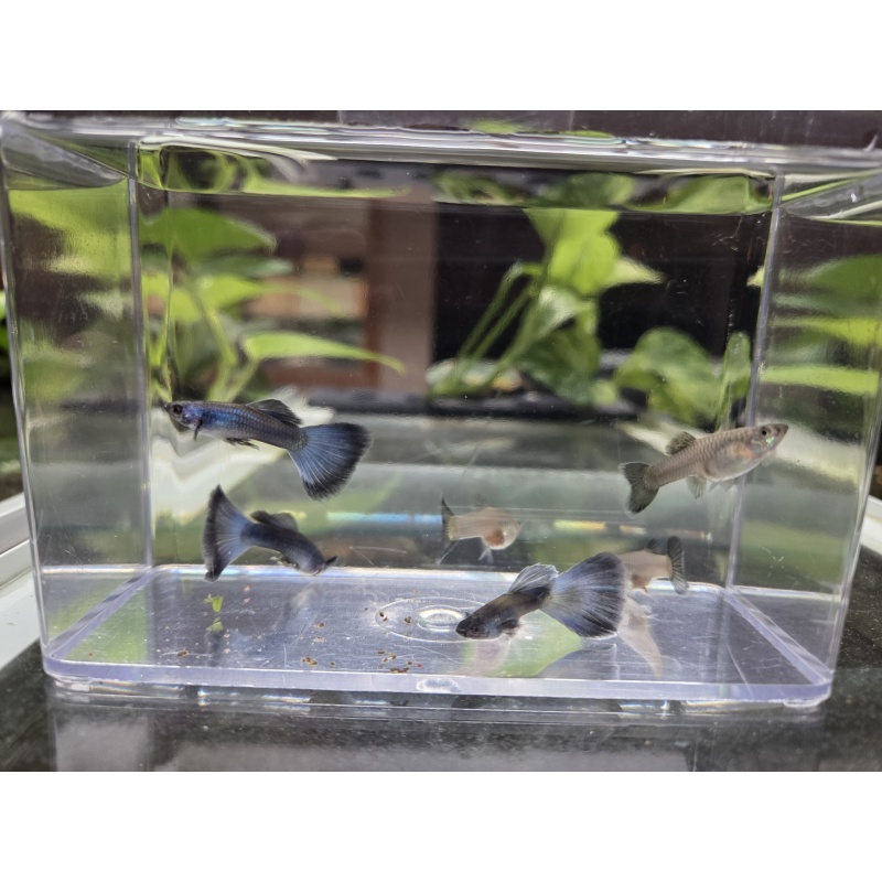 3 Pairs of Blue Moscow Guppies