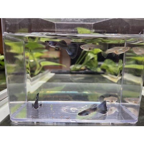 3 Pairs of Blue Moscow Guppies