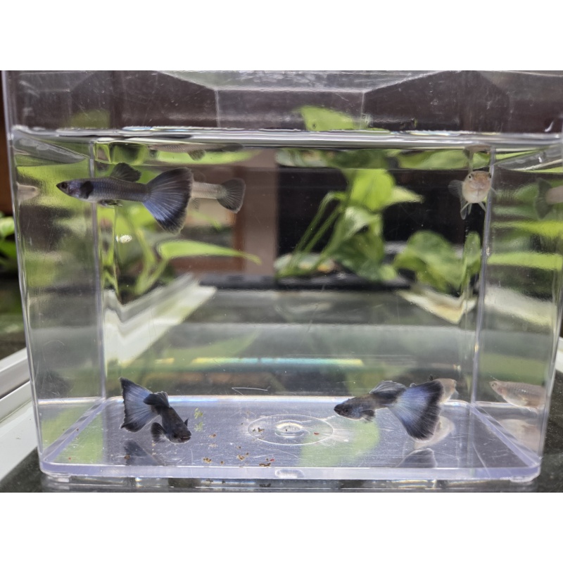 3 Pairs of Blue Moscow Guppies