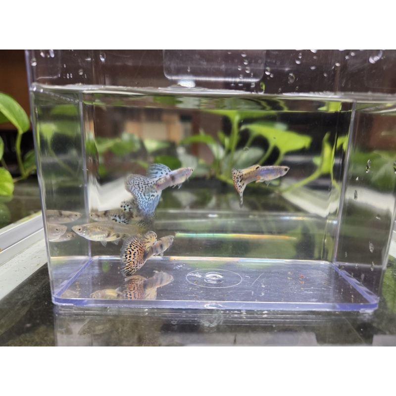 3 Pairs of Multi King Tiger Guppies