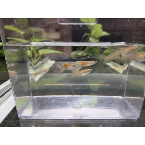 3 Pairs of Blonde Grass Guppies