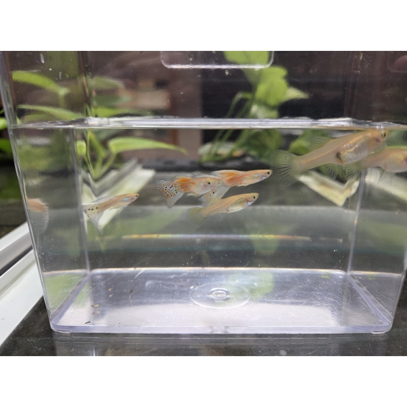 3 Pairs of Blonde Grass Guppies