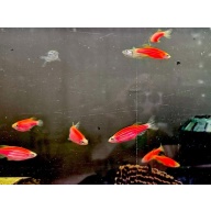6+1 FREE!STARFIRE RED GLO DANIO'S
