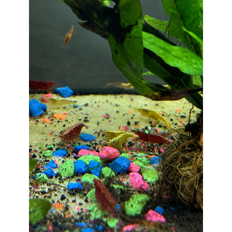 5 racer strip mix Shrimp