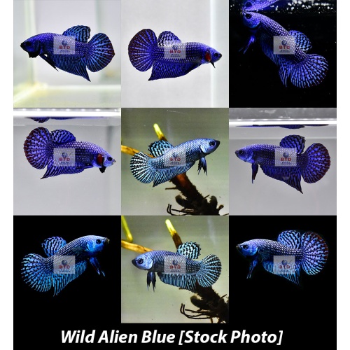 Male Wild Alien Blue Betta Premium Grade from Thailand