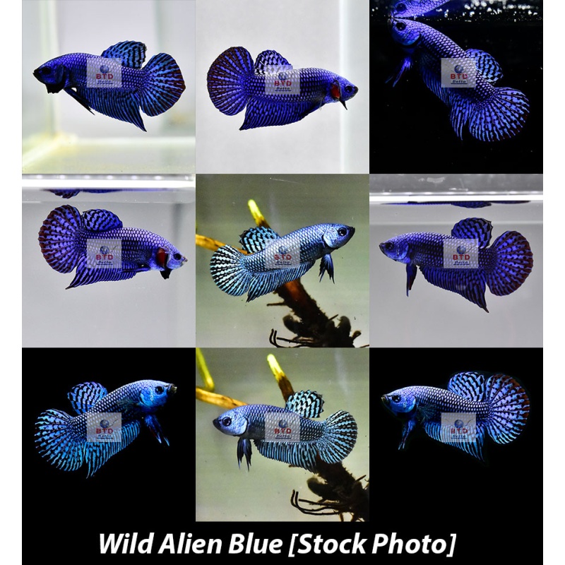 Male Wild Alien Blue Betta Premium Grade from Thailand