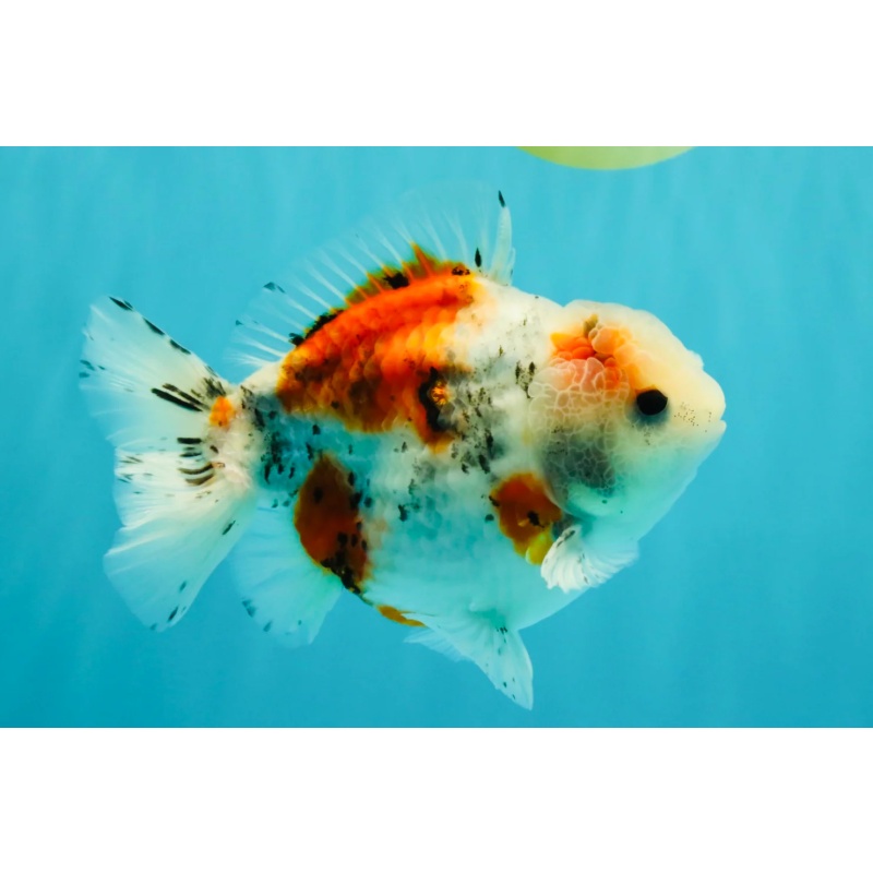 Calico Yuanbao Male 5.5 inches