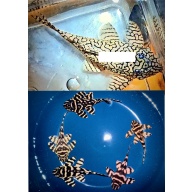 5 juvenile F2 offspring from wild caught L333 Super Xingu male