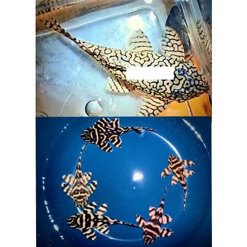 5 juvenile F2 offspring from wild caught L333 Super Xingu male