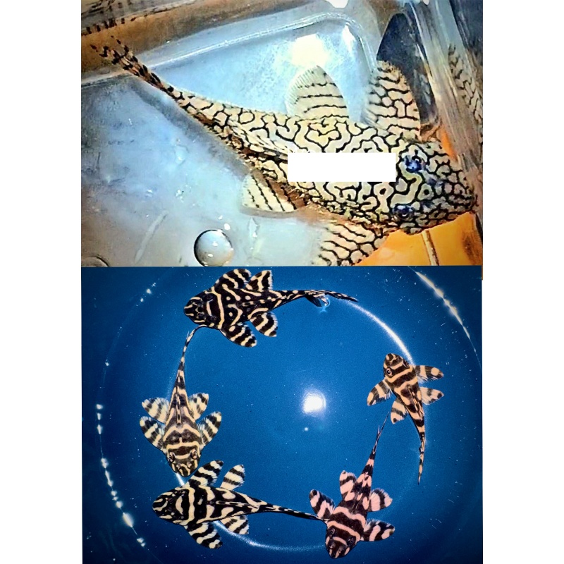5 juvenile F2 offspring from wild caught L333 Super Xingu male
