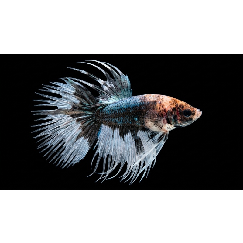 Premium Male Crowntail Betta