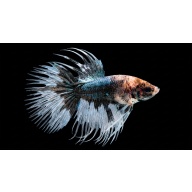 Premium Male Crowntail Betta