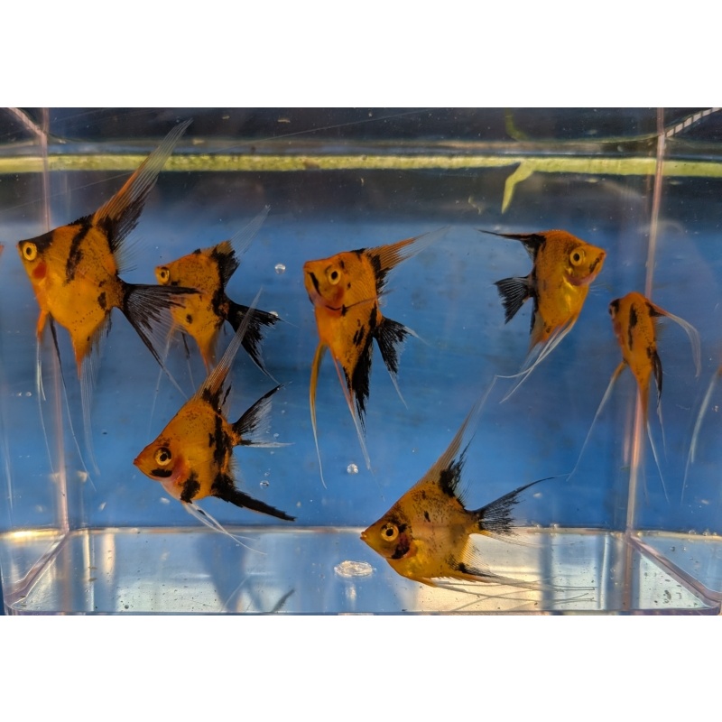 7 Veil Fin High Coverage Orange Koi