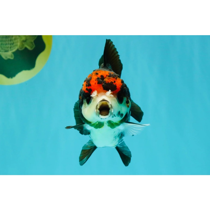 ADORABLE A Grade Tricolor Yuanbao Male 4.5 inches
