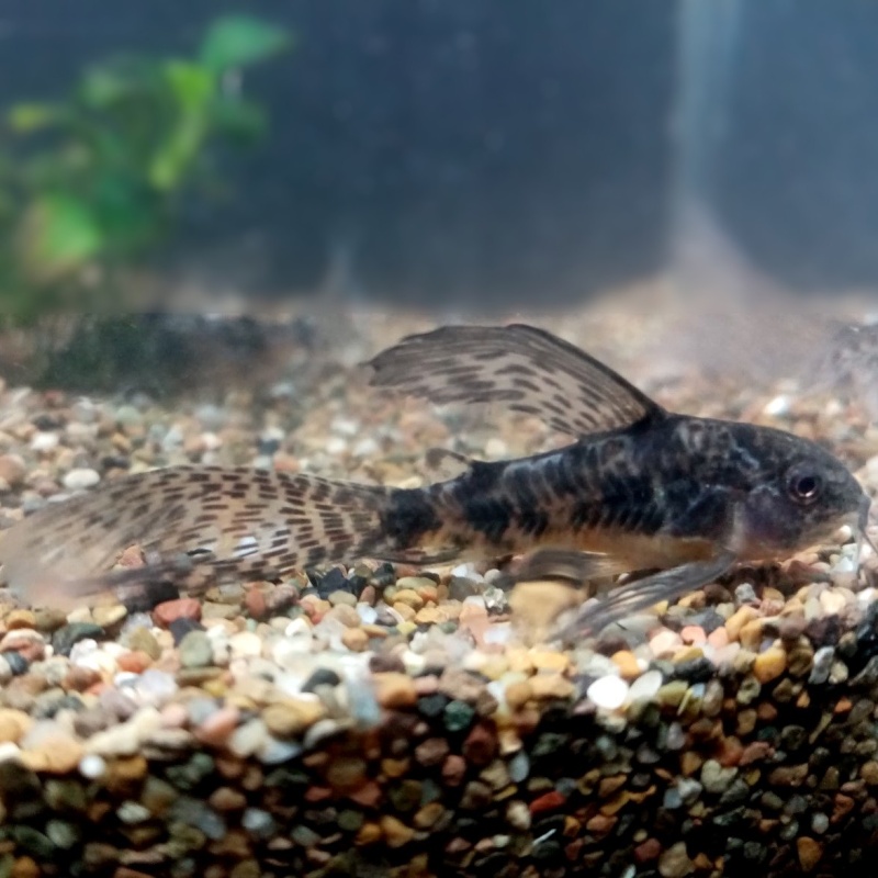 5 Long Fin Peppered Corydoras /Corydoras paleatus